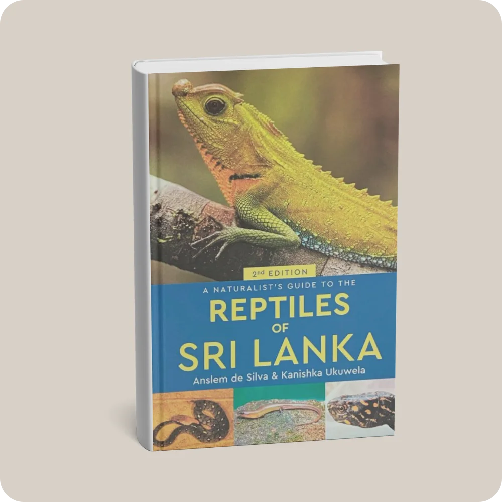 A Naturalist's Guide To The Reptiles Of Sri Lanka | YEVOBAY Sri Lanka