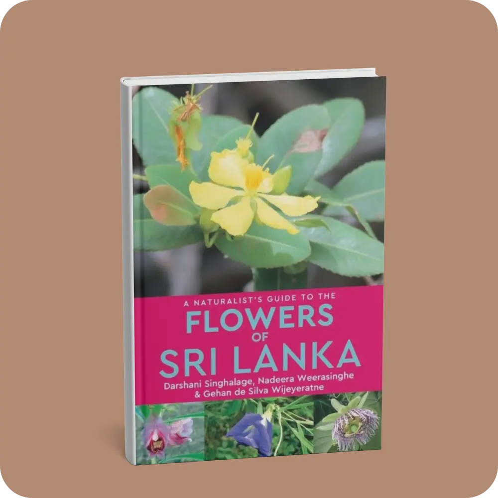A Naturalist's Guide To The Flowers Of Sri Lanka | YEVOBAY Sri Lanka