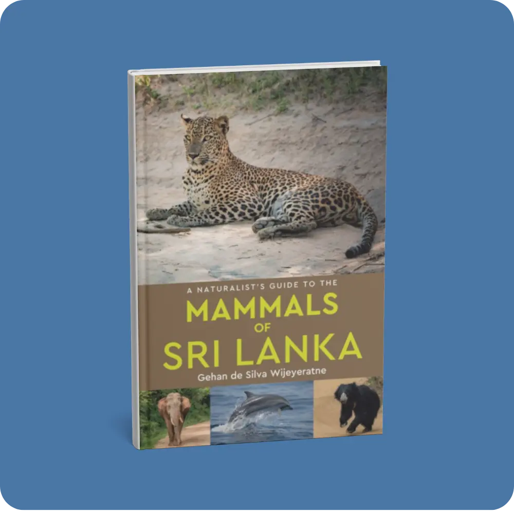 A Naturalist s Guide To The Mammals Of Sri Lanka | YEVOBAY Sri Lanka